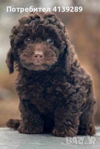 Пудел мини , снимка 4 - Пудели - 52754682