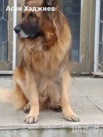 Дългокосместа немска овчарка за разплод