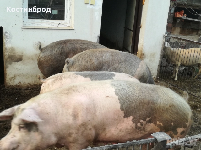 угоени прасета, снимка 2 - Прасета - 52047485