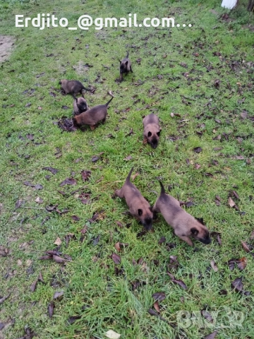 Белгийска овчарка Малиноа, снимка 3 - Белгийска овчарка - 52793479