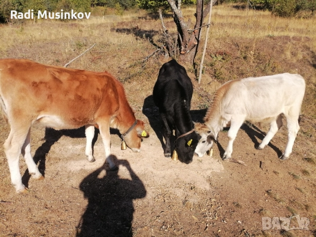 Теле, снимка 5 - Други животни - 51811789