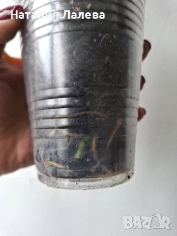 Монстера, monstera monkey, снимка 3 - Стайни растения - 53591964