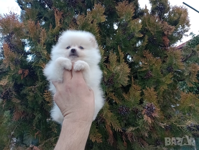 Женски Померани. Реални снимки от 22.12.25, снимка 3 - Померан - 52847976