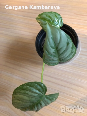 Philodendron Sodiroi , снимка 2 - Стайни растения - 52671564