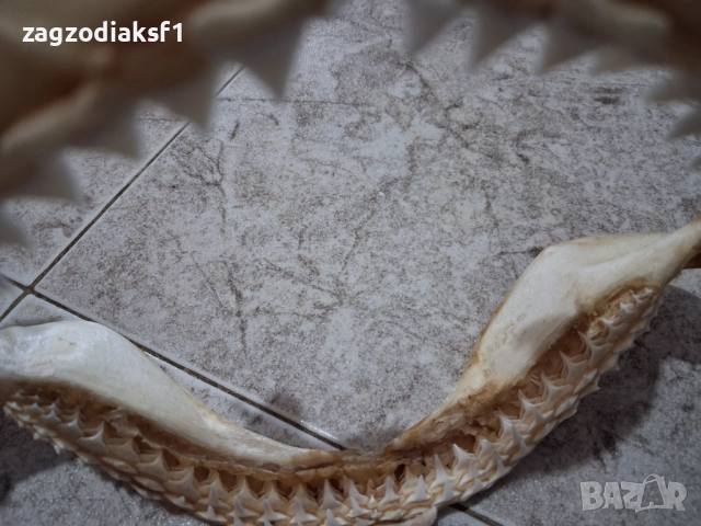 Челюст от Бул Шарк "БИЧА АКУЛА" 100% Истинска, снимка 9 - Колекции - 52799291