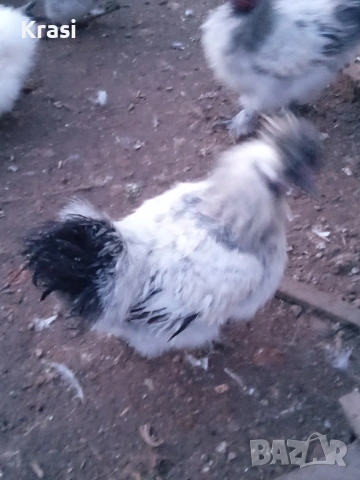 Петле копринка