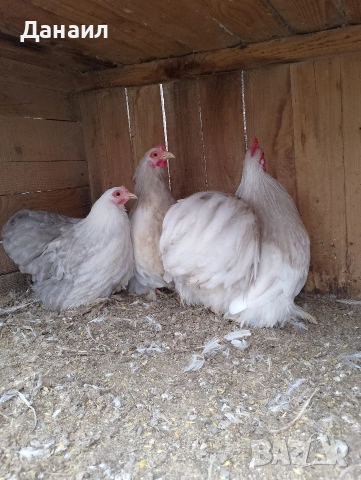 Кохин бантам, снимка 6 - други­ - 53381079