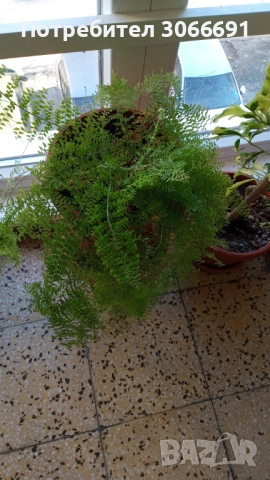 Къдрава папрат