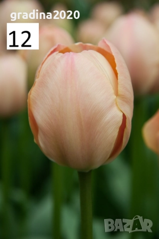 Луковици на лалета, снимка 16 - Разсади - 51436404