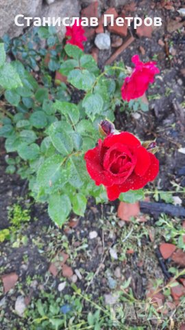 Разсад градинска роза , снимка 2 - Разсади - 37478861