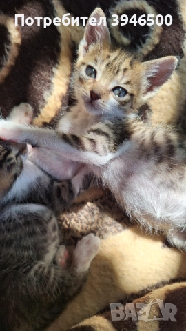 Подарявам коте.Две женски., снимка 1