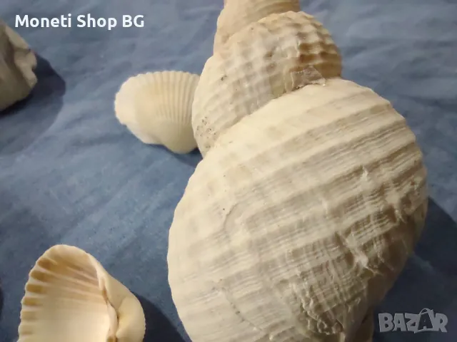 Океански дарове., снимка 3 - Други ценни предмети - 49014543