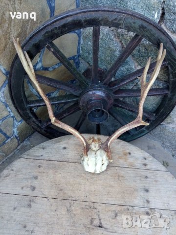 Еленови рога- красив трофей, снимка 1