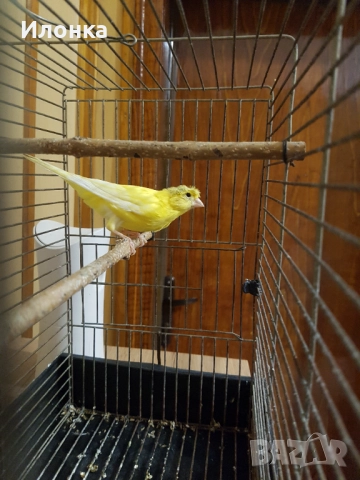 Канарче, снимка 3 - Канари - 52234765