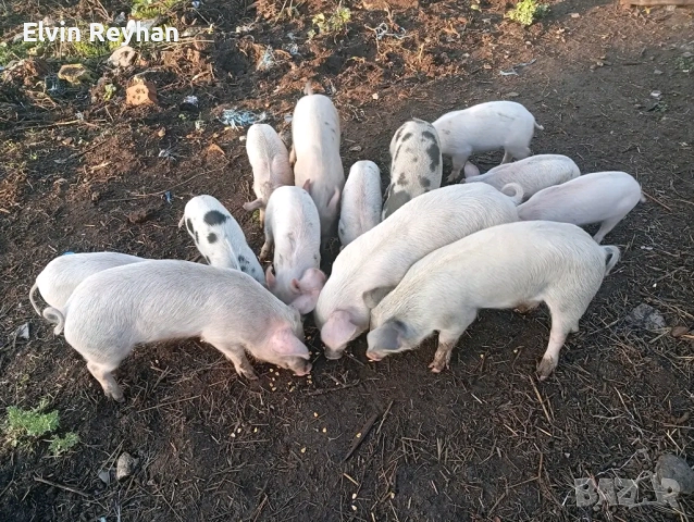 продавам малки прасенца, снимка 2 - Прасета - 52021392