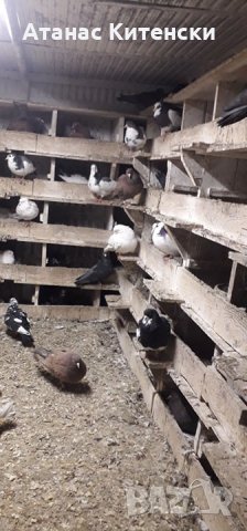 ПАЗАРДЖИШКИ ВИСОКО ЛЕТЦИ ЗА ДЪЛГОТРАЕН ВИСОК ПОЛЕТ, снимка 2 - Гълъби - 27987390