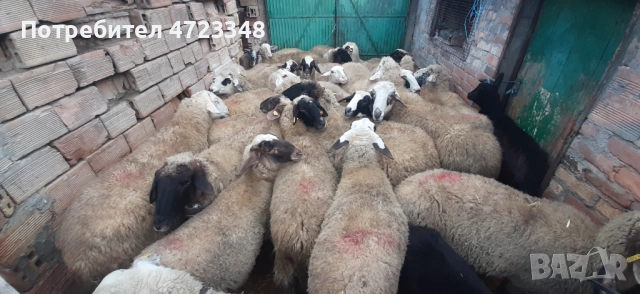 Продавам 20 млади овце, снимка 3 - Овце - 53278440