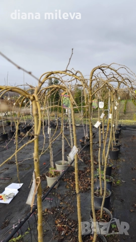 Карагана плачеща, Caragana arborescens pendula, снимка 10 - Градински цветя и растения - 52922912