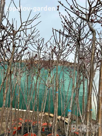 Червенолистна слива, снимка 5 - Градински цветя и растения - 40862810