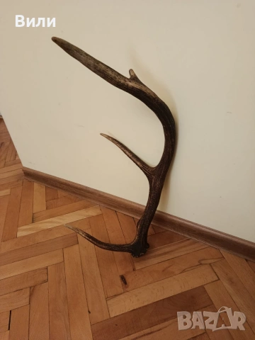 рога от елен, снимка 2 - Декорация за дома - 50473528
