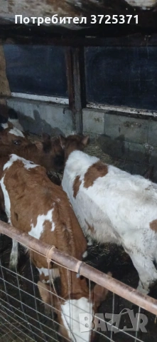 Продавам 8бр телета , снимка 7 - Крави - 53295775