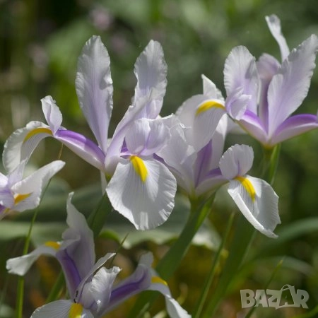 Ирис Carmen, снимка 7 - Градински цветя и растения - 51626116