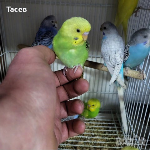 Вълнисти папагалчета