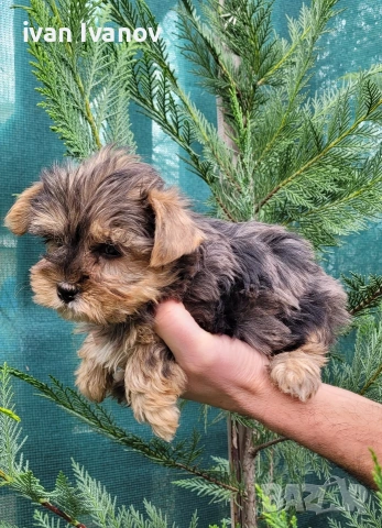 Йоркширски териер мини-мерле!!!, снимка 3 - Йоркширски териер - 53060345