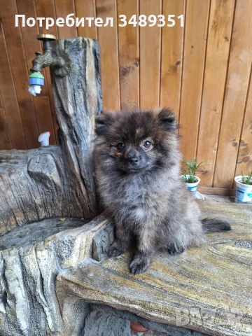 Померан ,померан 