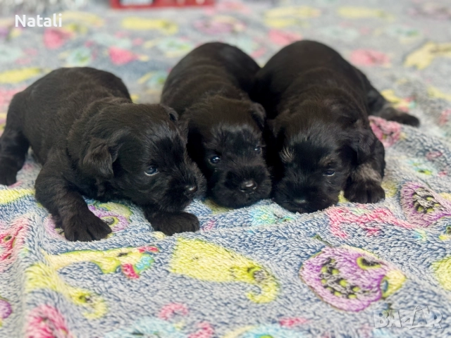 🐶 Малки съкровища търсят своя дом 🐾