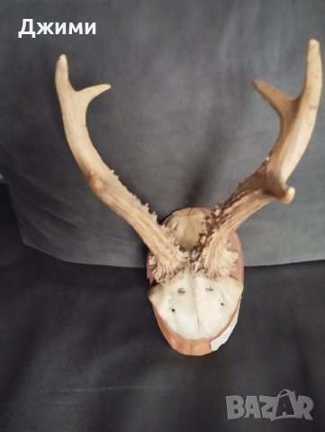 красив трофей от сръндак, снимка 1