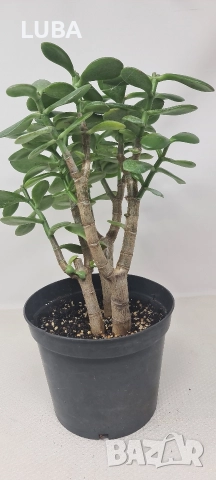 Дървото на живота/ Красула/, снимка 6 - Стайни растения - 46297125