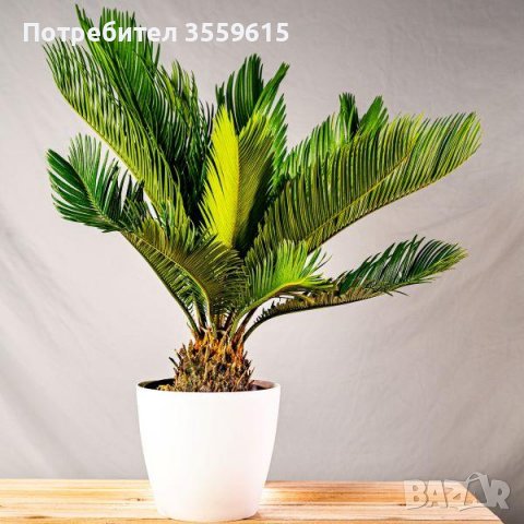 семена от нискостъблена палма от Тенерифе, снимка 1