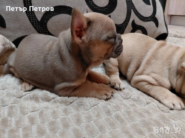 френски булдог -булдочета , снимка 7 - Френски булдог - 51929954