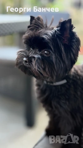 черно йорки си търси партньорка, снимка 2 - Търси партньор - 50923627