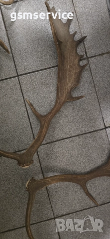 Рога от елен лопатар (Dama dama)., снимка 2 - Декорация за дома - 52206451