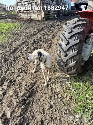 Английски пойнтер