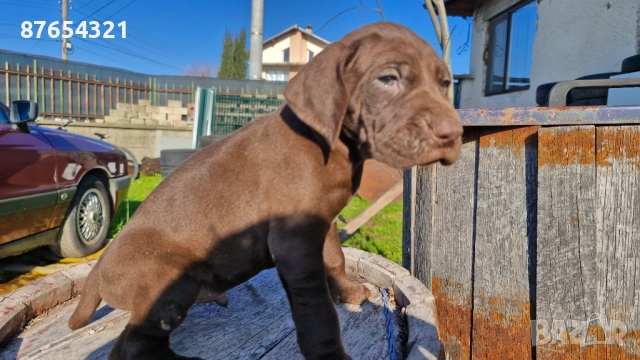 Курцхари, снимка 6 - Курцхаар - 52806772