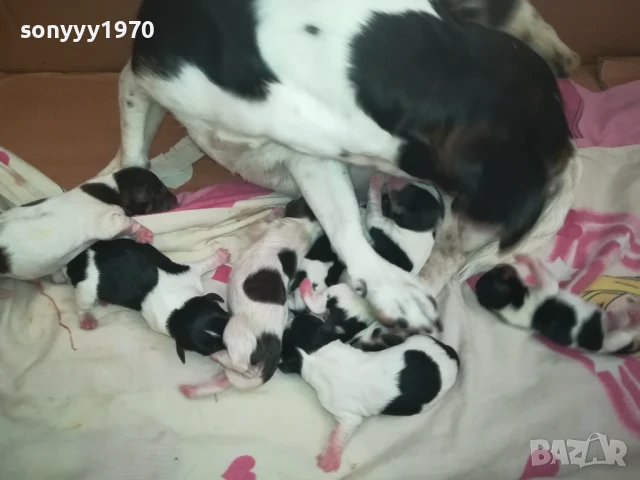 ДЖАК РЪСЕЛ БЕБЕТА-РОДЕНИ 11.08.25г 1208250705, снимка 12 - Джак ръсел териер - 51335235