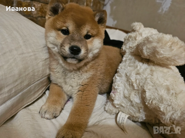 Шиба ину кученца, снимка 11 - Шиба ину - 46910234