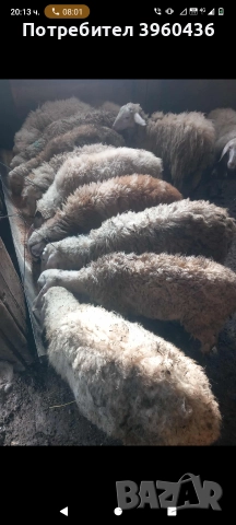 продавам коч и агнета , снимка 4 - Овце - 52878904