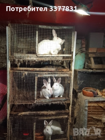 осем заека+клетки, снимка 3 - Други животни - 52956428