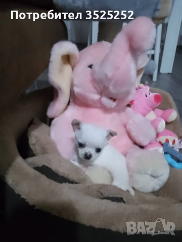 ПРОДАВАМ ЧИХУАХУА - МИНИ  МОМЧЕНЦЕ НА 2 М. , снимка 7 - Чихуахуа - 52796960