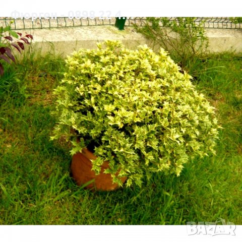 Османтус  'Goshiki', снимка 6 - Разсади - 37586922