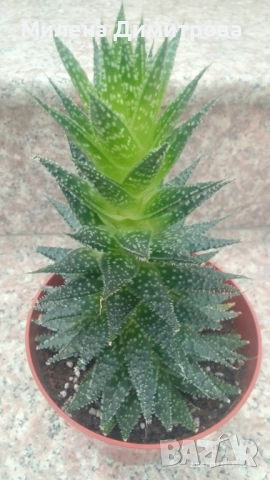 Епипремнум - Дяволски бръшлян / Хавортия , снимка 7 - Стайни растения - 50913536