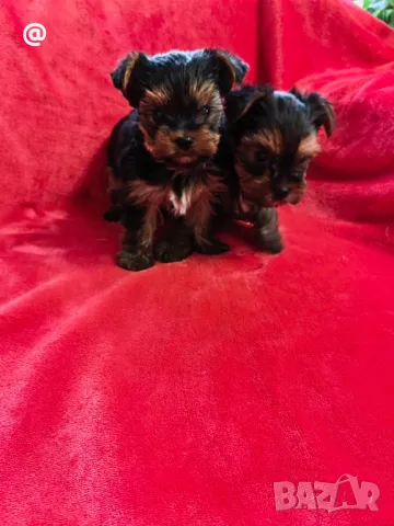 Йорки йоркширски териер Гр. София, снимка 5 - Йоркширски териер - 48058005