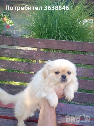 Пекинез, снимка 2 - Пекинез - 51822423