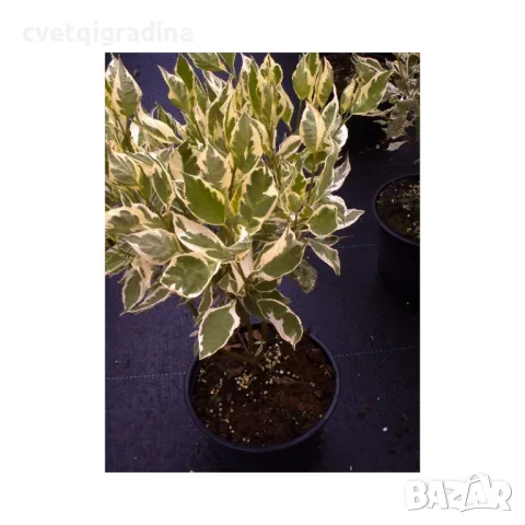 Cornus alba 'Elegantissima' 15/20 корнус