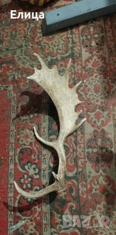 Рог от лопатар и кравешки рога