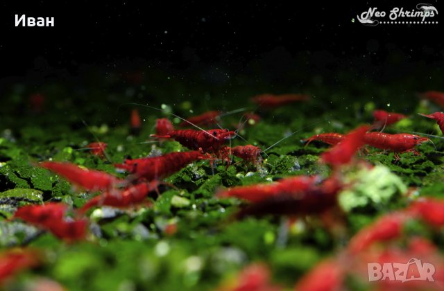Аквариумни скариди- Bloody Mary, снимка 3 - Рибки - 37828523